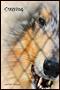 Image of Straydog by Kathe Koja