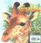 Image of Giraffes